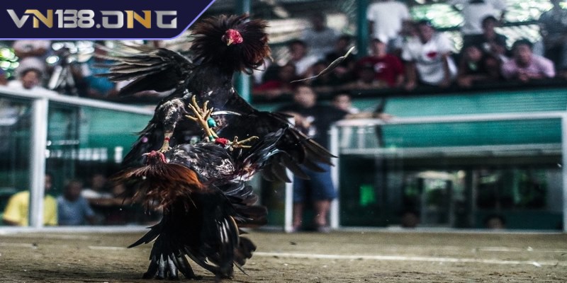 Tường thuật đá gà - Trải nghiệm không khí sôi động 2 Tại sao nên lựa chọn xem tường thuật đá gà trực tiếp