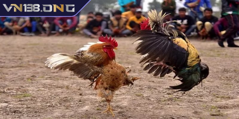 Tường thuật đá gà - Trải nghiệm không khí sôi động 3 Tường thuật trực tiếp đá gà Philippines